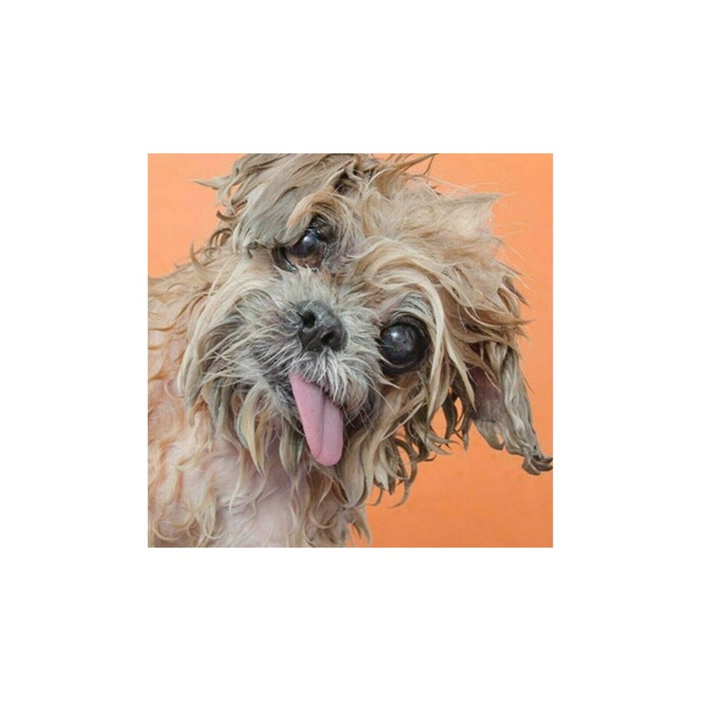 Clear Dog Doggy Raincoat Size S Rainy Wet Puppy Clear Cute Jacket Coat Dry Pooch